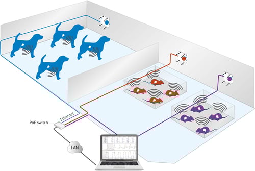 easyTEL+ L setup-dogs and rats-2 easyTEL+ L setup-dogs and rats-2
