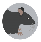 mice_blog_2-02-03-1024x341